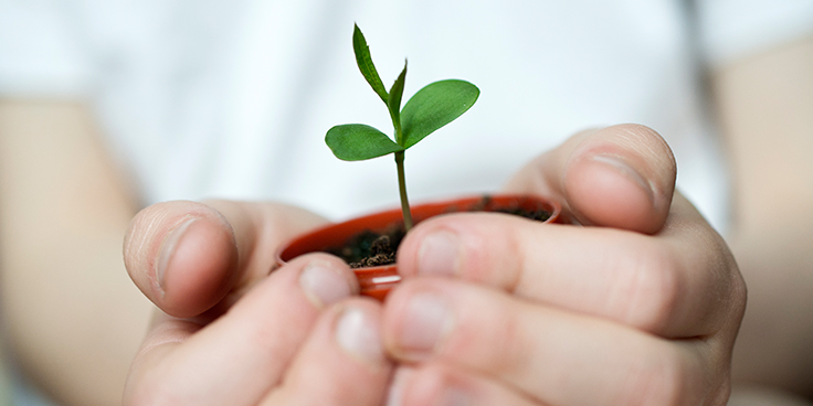 child hands holding seedling in flower pot